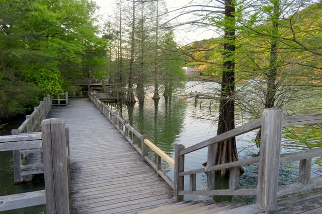 Timber boardwalk with timber handrails beside water and trees