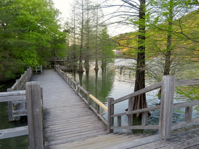Timber boardwalk with timber handrails beside water and trees